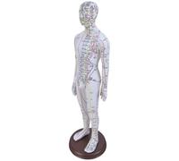 20.47inch Human Acupoint Model with Chinese Acupoints Points for Teaching Male Female Medicine Tool