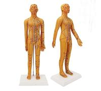 20.9in Acupuncture Female Model High Definition Clear Chinese Human Body Acupuncture Model for Teaching