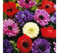 (20) Anemone Saint Brigid-Double Mix