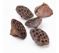 20 Dried Natural Lotus Seed Pod Heads 8 - 12cm