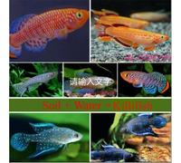 20 Eggs/Lot 60 MM L Magic Soil + Water = Fish Medaka Killifishes Eggs Fishes Egg Growing Christmas Toys For Children Funny