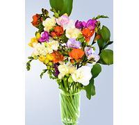 20 Fresh Aromatic Guernsey Freesias Flowers Bouquet, Flowers by post, Perfect for Birthdays Anniversaries Mother’s day Thank you Gifts