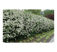 (20 Hawthorn Quickthorn Hedging 40-60cm Native Plants Crataegus Wildlife Friendly (Plant 5 Per Metre)) Hawthorn Quickthorn Hedging 40-60cm Native Plants Crataegus Wildlife Friendly (Plant 5 Per Metre)