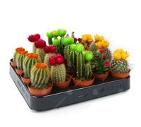 (20) Mini Disco Cactus Mix House / Office Indoor 5.5Cm Pot Small Gift Plant