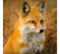 20 Napkins Animal Motifs Real Fox in Nature Table Decoration Paper Napkins with Motif Also for Decoupage and Decoupage 33 x 33 cm