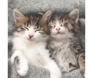 20 Napkins Animal Motifs Sleeping Cats Table Decoration Paper Napkins with Motif Also for Decoupage and Decoupage 33 x 33 cm