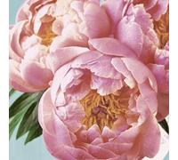 20 Napkins Flowers Peonies Pink Table Decoration Paper Napkins with Motif Also for Decoupage and Decoupage 33 x 33 cm