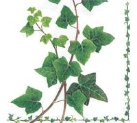 20 napkins, ivy leaves from nature, plants, table decoration, 33 x 33 cm