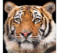 20 Napkins Wild Tiger | Animals | Asia | Table Decoration | Decoupage | Napkin Technology 33 x 33 cm