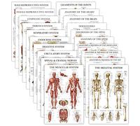 20 Pack - Anatomical Posters - Laminated - Muscular, Skeletal, Digestive, Respiratory, Circulatory, Endocrine, Lymphatic, Male & Female, Nervous, Spinal Nerves, Anatomy Charts - 18" x 24"