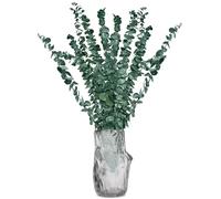 20 Pcs Dried Eucalyptus, Dired Plants Eucalyptus Plant Eucalyptus Stems for Shower Flower Arrangement Wedding Home Décor