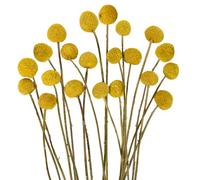 20 Pcs Dried Flowers, Dried Golden Ball Flowers Decor of Bunch DIY Arrangets for Your Home Bedroom and Living Room Decor