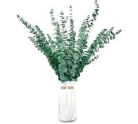 20 Pcs Dried Preserved Eucalyptus Stems 17" Natural Fresh Green Plant Made from Real Eucalyptus Leaves Branches for Flower Arrangement, Wedding Decor, Home Décor, 65/R16
