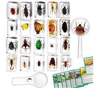 20 Pcs Insect Specimen Resin Paperweights Collection for Kids, Real Bugs in Clear Resin for Teachers, Students,Biology Education & Bug Enthusiasts with Magnifying Glass and Insect Card Instructions