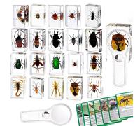 20 Resin Insects, Real Insect Specimens in Transparent Resin, Educational Bugs for Preschool, Classroom Science, and Home Display with Magnifying Glass and Insect Card Instructions