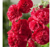 20 Seed of Chater's Scarlet Red Hollyhock
