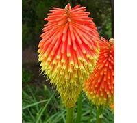 20 Seed of Kniphofia Rooperi - Red hot poker