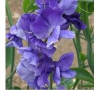20 Seeds of Flower Sweet Pea Heathcliff