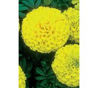 20 Seeds of Marigold Discovery Yellow F1 Hybrid (African)