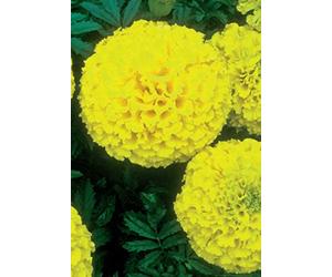 20 Seeds of Marigold Discovery Yellow F1 Hybrid (African)