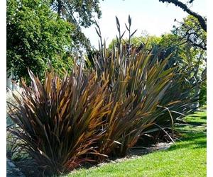 20 Seeds of Phormium Tenax New Zealand Flax