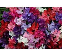 20 Seeds of Sweet Pea Spencer Waved