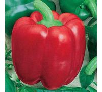 20 Seeds of Sweet Pepper Yolo Wonder Mix Organic Vegetable Fruit Plant