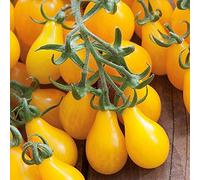 20 Seeds of Tomato Yellow Pear Vegetable Fruit Vine Organic Plant Green