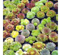 (20) Sempervivum Mix | Houseleek 5-15cm Potted Succulent Plants for Sale
