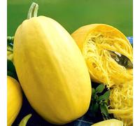 20 Spaghetti Squash Seeds - Cucurbita Pepo - 1.5-1.8 kg Yellow Fruits - Heirloom Vegetable - Free Plant Tag