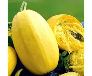 20 Spaghetti Squash Seeds - Cucurbita Pepo - 1.5-1.8 kg Yellow Fruits - Heirloom Vegetable - Free Plant Tag