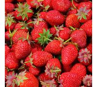(20) Strawberry 'Elsanta' Bare Root High Yield Mid Season Fruit Bush Garden Plants