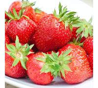 (20) Strawberry 'Flamenco' Bare Root Everbearer Garden Bush Fruit Plants