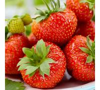 (20) Strawberry 'Korona' Early Season Bare Root Garden Bush Fruit Plants