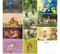 20 Wild Woodland Postcards - Pretty woodland animals at play or resting (without envelopes)