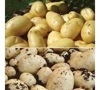 20 x Mixed Seed Potatoes Charlotte and Peer- Enjoy Delicious Salads - Great to Grow in Your Beautiful Garden - RHS Award of Garden Merit