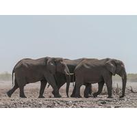200(35x25cm) Piece Adult Jigsaw Puzzle, African Elephant Herd Migration, Stress Relief Game Educational Toy for Adults