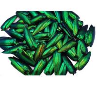 200 Pcs UnDrilled Iridescent Green Jewel Beetle Elytra Wings, Sternocera Aequisignata Beetle Wings for Jewelry Making,Earring DIY Crafts & Accessories