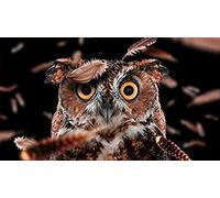 200 Piece Jigsaw Puzzle Creative Art Landscape For Adults Curious Owl 35x25CM