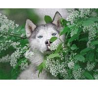 200 Piece Jigsaw Puzzle Husky Challenging Family Toy 35x25CM