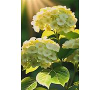200 Piece Jigsaw Puzzles for Adults, Green Hydrangea 13.8x9.8 inch, Challenging Brain Teaser Puzzle, Premium Cardboard Hobby Gift for Adults & Seniors