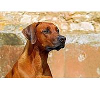 200 Pieces Jigsaw Puzzles, Rhodesian Ridgeback 1 Home Office Decoration, DIY Toys for Kids 35x25CM