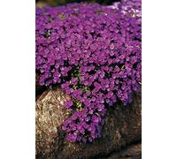 200 Seeds of Flower Aubrieta Hybrida Cascade Purple