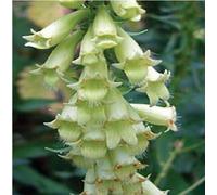 200 Seeds of Flower Digitalis Lutea Straw Foxglove