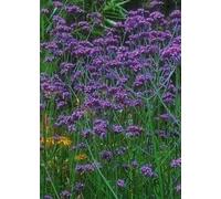 200 Seeds of Flower Verbena Bonariensis