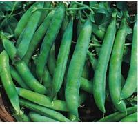 200 Seeds of Organic Pea Kelvedon Wonder