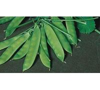 200 Seeds of Vegetable Pea Carouby De Maussane