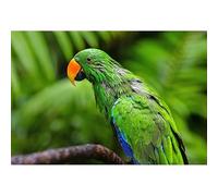 2000 piece（105.5x75.5cm） Adult Jigsaw Puzzle, Green Feather Parrot Perched on Branch Art Decorative Painting, Adult Stress Relief Educational Toy