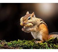 2000 Piece Jigsaw For Adult Kid Chipmunk Eating Peanuts Challenging Jigsaw Games For Adults,For Birthday Thanksgiving 70x100CM