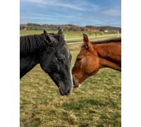 2000 Piece Jigsaw Puzzle, Spectacular Religious Buildings Puzzles for Adults 2000 Pieces Large Puzzle Game Toys-2000 Pieces70x100cm